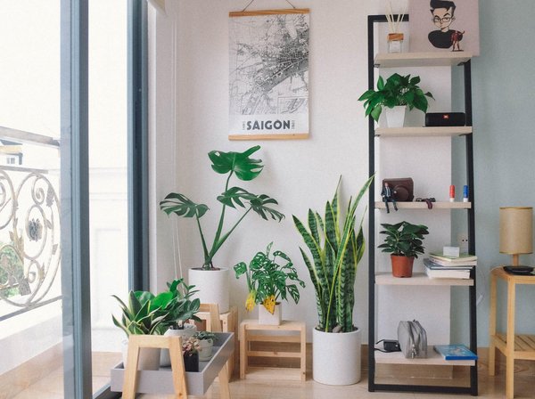 Quelles plantes choisir pour purifier l'air intérieur ?